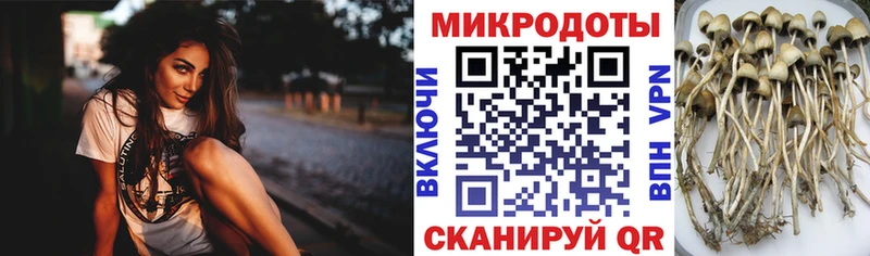 Псилоцибиновые грибы мицелий Обоянь